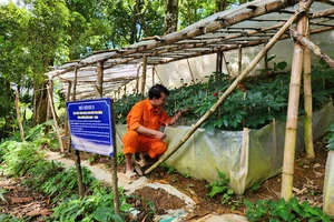 Mô hình thử nghiệm trồng sâm Ngọc Linh dưới tán rừng quy mô công nghiệp theo hướng dẫn GACP của WHO tại xã Trà Linh (huyện Nam Trà My, tỉnh Quảng Nam)