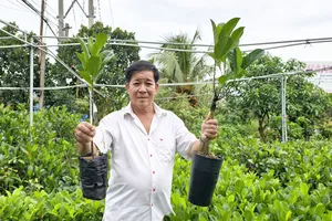 Giống mít nghệ Thanh Sơn do ông Sơn là tác giả được khách hàng yêu thích
