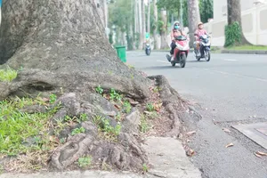 Rễ một cây xanh trên đường Huyền Trân Công Chúa (phường Bến Thành, TPHCM) trồi lên, lấn ra đường đi. Ảnh: MINH HẢI 
