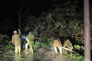德乐省职能力量处理台风登陆后的树木倒伏。