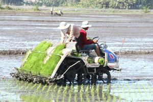 Nhân rộng canh tác lúa thông minh