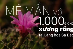 Mê mẩn với 1.000 giống xương rồng tại Làng hoa Sa Đéc