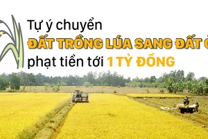 Tự ý chuyển đất trồng lúa sang đất ở phạt tiền tới 1 tỷ đồng