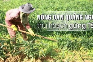 Nông dân Quảng Ngãi phấn khởi thu hoạch gừng Tết