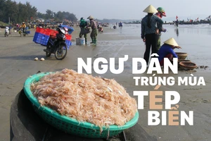 Ngư dân trúng mùa tép biển