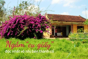 Ngắm “cụ giấy” độc nhất vô nhị bên thành cổ