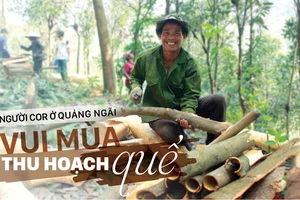 Người Cor ở Quảng Ngãi vui mùa thu hoạch quế