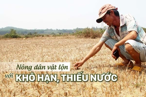 Nông dân vật lộn với khô hạn, thiếu nước