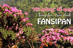 “Nữ hoàng” đỗ quyên “bung lụa” trên đỉnh Fansipan