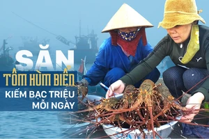 Săn tôm hùm biển kiếm bạc triệu mỗi ngày