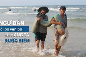 Ngư dân lội bộ ven bờ bắt hàng tạ ruốc biển