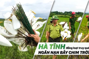 Hà Tĩnh đồng loạt truy quét ngăn nạn bẫy chim trời