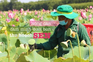 Nông dân dầm mình dưới bùn thu hoạch sen