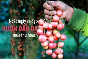 Ngất ngây vẻ đẹp vườn dâu da mùa thu hoạch