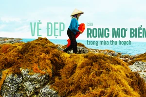 Vẻ đẹp của rong mơ biển trong mùa thu hoạch