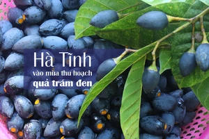 Hà Tĩnh vào mùa thu hoạch quả trám đen