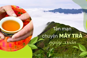 Tản mạn chuyện mây trà ngày xuân 