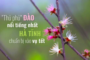 “Thủ phủ” đào nổi tiếng nhất Hà Tĩnh chuẩn bị vào vụ tết