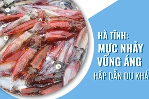 Hà Tĩnh: Mực nhảy Vũng Áng hấp dẫn du khách