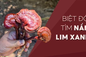 Biệt đội tìm nấm lim xanh