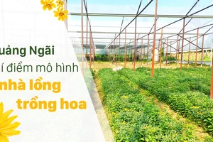 Quảng Ngãi thí điểm mô hình nhà lồng trồng hoa