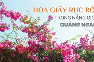 Hoa giấy rực rỡ trong nắng gió Quảng Ngãi