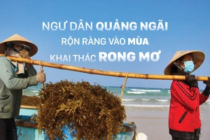 Ngư dân Quảng Ngãi rộn ràng vào mùa khai thác rong mơ