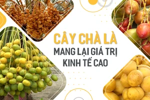 ĐBSCL: Cây chà là mang lại giá trị kinh tế cao