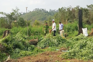 Cơ quan chức năng nhổ bỏ cây cần sa