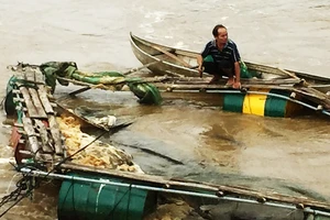 Lũ tràn về bất ngờ, cuốn trôi 4 tấn cá diêu hồng của người dân