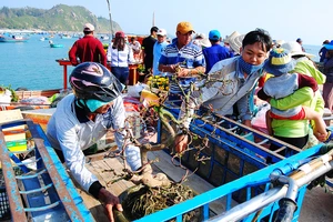 Tết theo những con tàu ra đảo Nhơn Châu