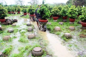 Vựa mai lớn nhất miền Trung đưa mai đi tránh lũ