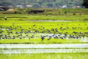 Đàn chim “lạ” cả ngàn con xuất hiện tại cánh đồng Quảng Ngãi