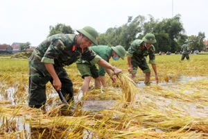 Giúp nông dân “giải cứu” lúa sau thiên tai dị thường 