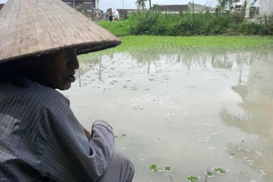 Mưa bất thường, nông dân Bình Định nguy cơ trắng tay