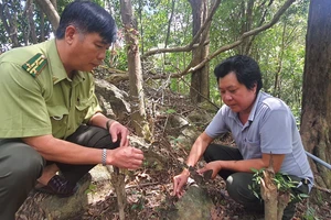 Phú Yên sẽ trở thành trung tâm cây dược liệu vào năm 2050