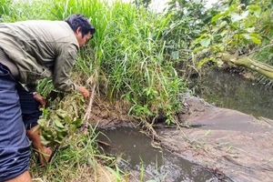 Phú Yên: Nóng chuyện ô nhiễm môi trường của các trang trại chăn nuôi