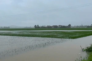 Mưa trái mùa, hàng ngàn hecta lúa và hoa màu ở Phú Yên bị thiệt hại