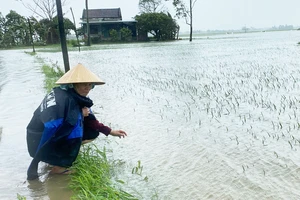 5.000 hecta lúa, hoa màu ở Phú Yên bị thiệt hại do mưa trái mùa