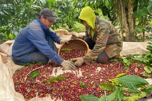 Xuất khẩu nông sản “về đích” sớm