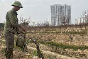 Miền Bắc nguy cơ mất mùa đào