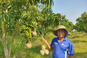 Gỡ thế khó cho xoài Úc Cam Lâm