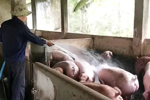 Điều tra cơ sở gia công heo nghi xuất hóa đơn khống cho Công ty C.P