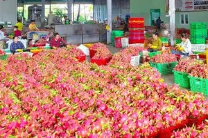 Chưa được cấp chứng thư xuất khẩu: Hàng trăm tấn thanh long phải bán tháo, đổ bỏ