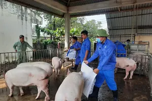 Giá heo hơi tiếp tục giảm sâu