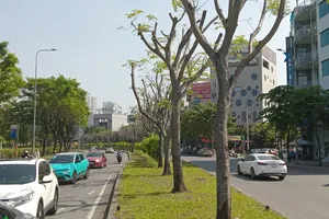 Cắt tỉa quá tay, mảng xanh trơ trụi