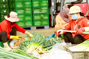 Mở rộng chuỗi thực phẩm an toàn