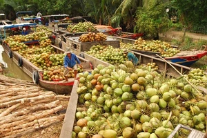 Dừa tươi tăng giá, bưởi khan hiếm