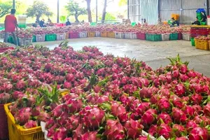 Chưa được cấp chứng thư xuất khẩu: Doanh nghiệp đưa thanh long đi làm... từ thiện