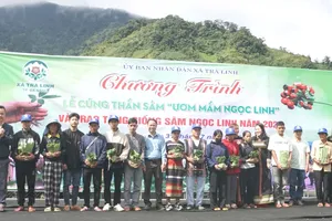 Đà Nẵng trao 7.000 cây sâm Ngọc Linh giống giúp người dân tộc thiểu số thoát nghèo